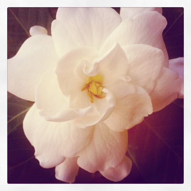 nature  flowers  gardenia