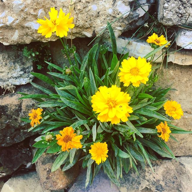  nature  flowers  green  plant  wall  rock  yellow  orange  colorful  life... (Faraya, Mont-Liban, Lebanon)