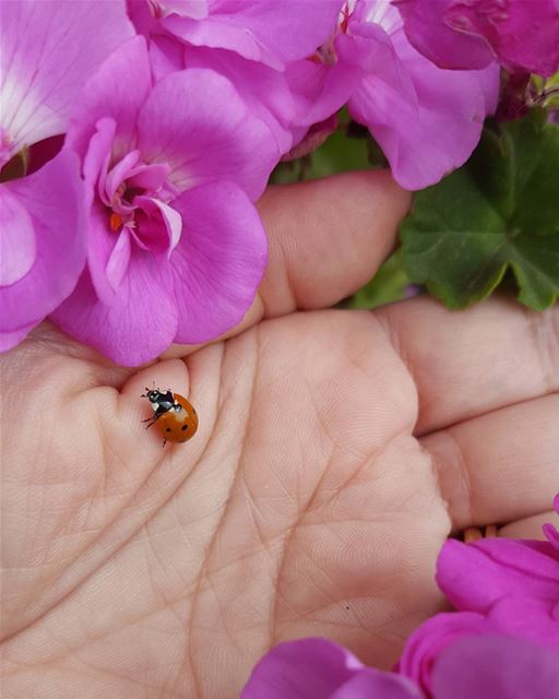 nature flowers  lovely ladybug  plants  garden  live  love  aley  lebanon...