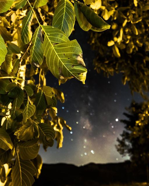 Nature focuses on the most tiny details🌌🍃..... nature details...