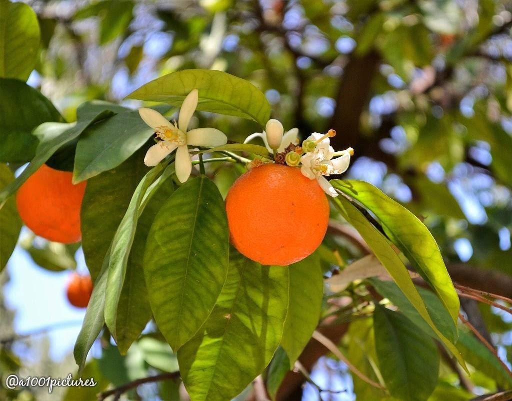  nature  fruit  orange  naturephotography  lebanon  tb  throwback  picture... (Lebanon)