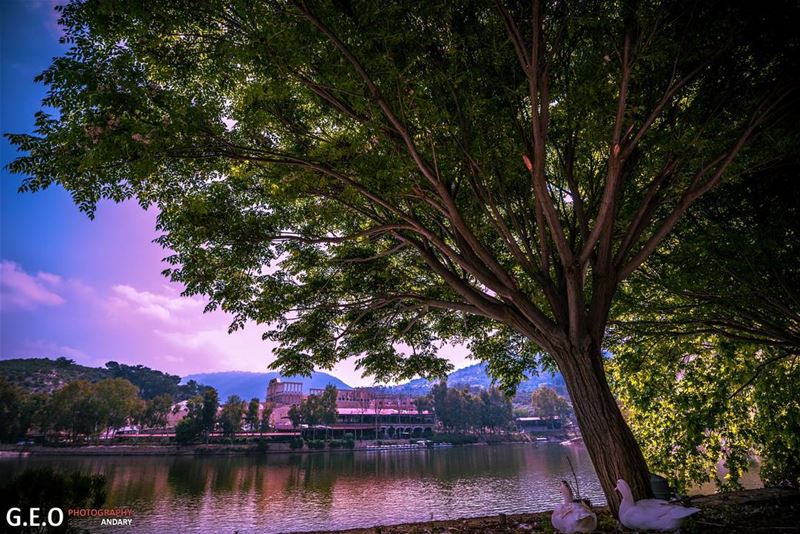  nature  goose  lake  tree  sky  blue  green  naturephotography ...