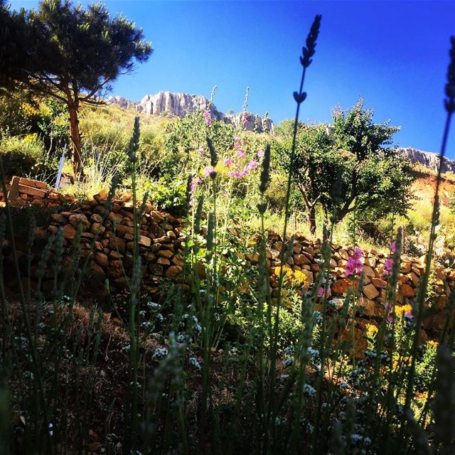  Nature  green  colors  colorful  flowers  blue  sky  rocks  trees ... (Faraya, Mont-Liban, Lebanon)