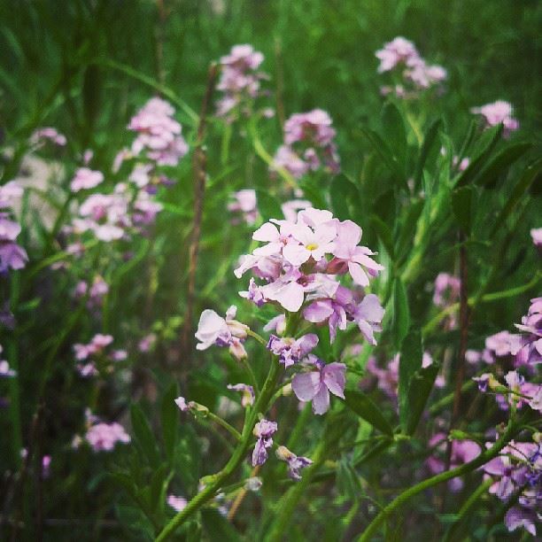  nature  green  flower  mountain  sunny  day  purple  beautifull ...