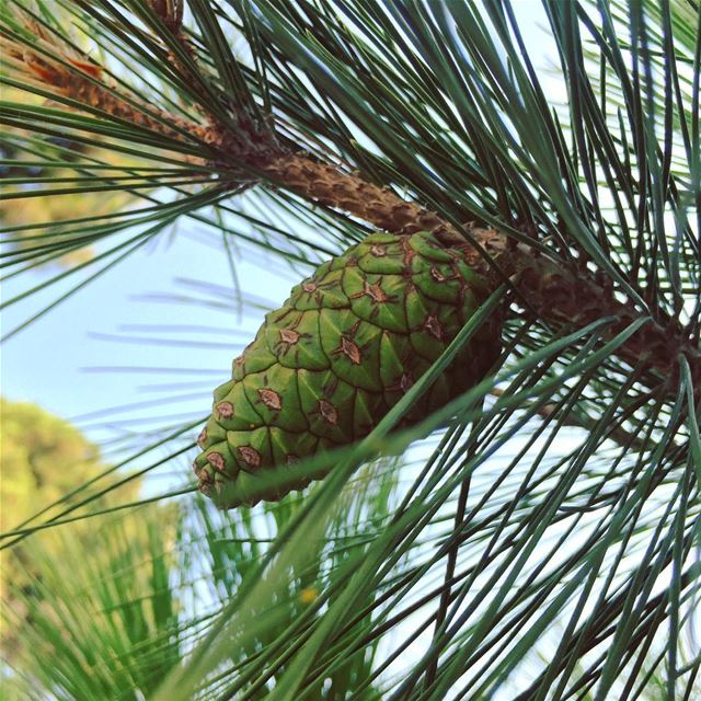  nature  green  pine  tree  blue  sky  fresh  morning  relax  Abadiyeh ...