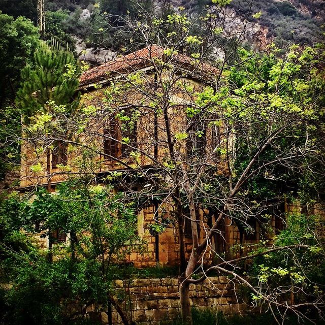  nature  green  river  valley  mountain  village  oldhouse  oldhouselovers... (Koûsba, Liban-Nord, Lebanon)