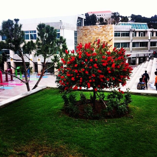  nature  green  tree  red  NDU  university  open  doors  zouk  Lebanon ...
