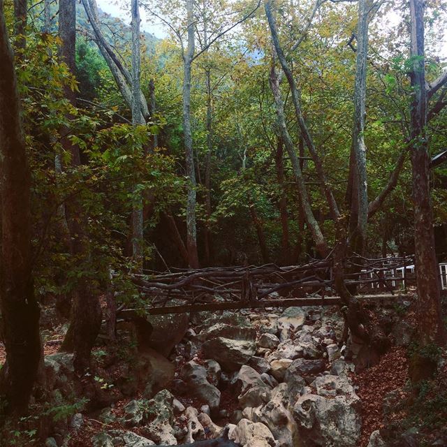  nature  green  trees  river  rocks  Forest  lebanon🇱🇧  picoftheday ... (Yahchouch)