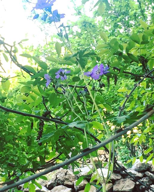  nature  green  violet  flower  trees  river  mountain  village  barbed ... (Faraya, Mont-Liban, Lebanon)