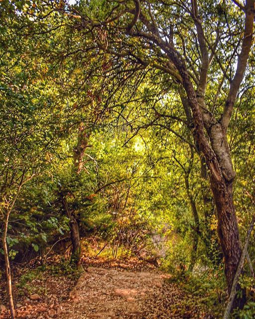 Nature is not a place to visit. It is home - Gary Snyder ... (Horsh Ehden)