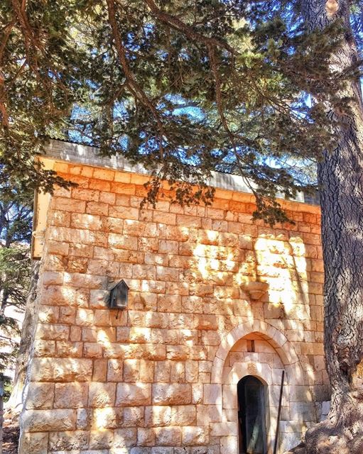 " Nature Is Not A Place To Visit It Is Home..." whatsuplebanon... (Cedars of God)