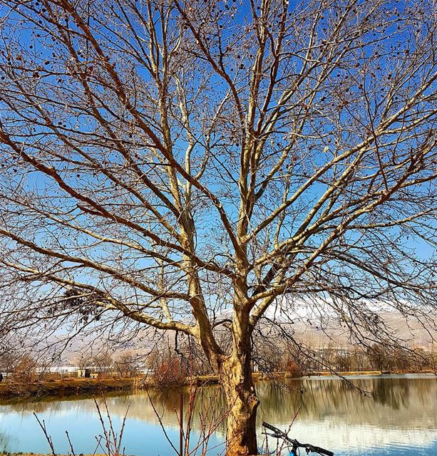"Nature is  pleased with simplicity"❤❤❤ tree  wintertime  naturelovers ...