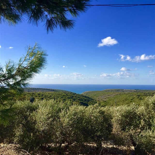 Nature is so grateful for these 3 raining day  livelovelebanon  green ...