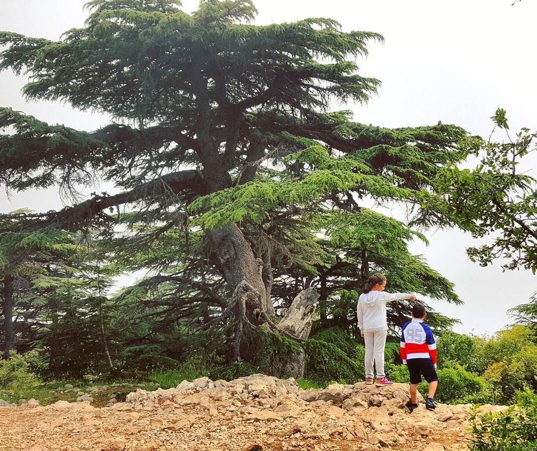 "Nature is the best playground"🍃🍃 nature  cedars  chouf  arzelbarouk ... (Arz el Bâroûk)