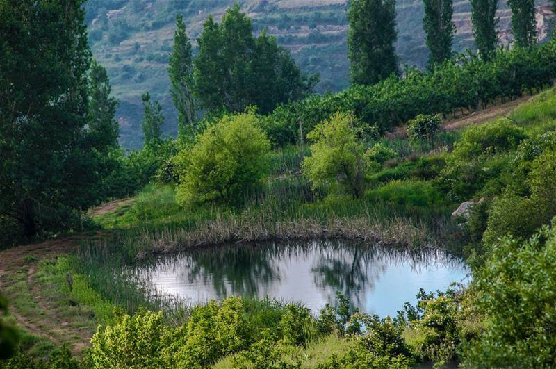 🌳🌲🍃..... nature lagoon water reflection forest trees green spring... (Mount Sannine)