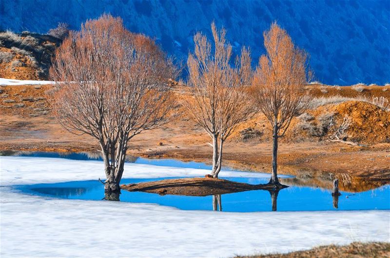 ❄🍂🍁.... nature lake lagoon water reflection trees snow cold frozen... (Laklouk)