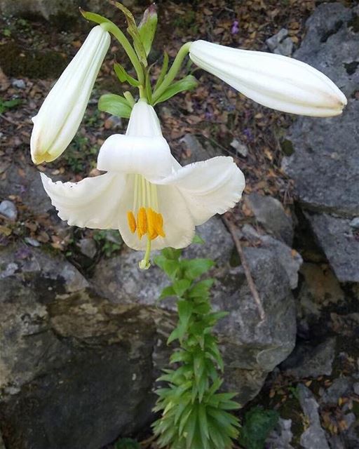 Nature laughs in flowers. JabalMoussa  biospherereserve  unesco ...