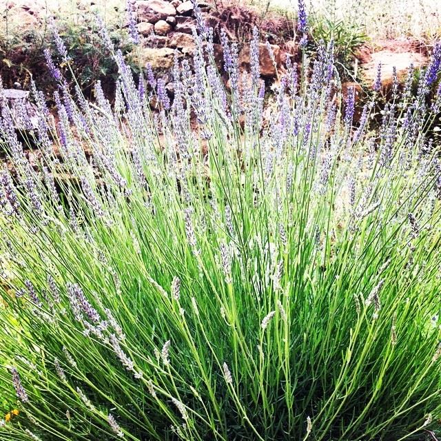  nature lavender faraya Lebanon...