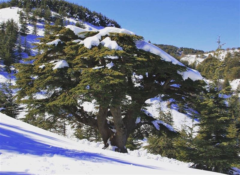  nature lebanon bsharre naturephotography  natureza explore... (Bsharri, Lebanon)