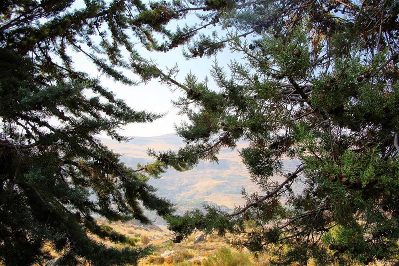 Nature ..  lebanon  lebanon_hdr  ig_lebanon  insta_lebanon  wearelebanon ... (Barouk Cedar Forest)