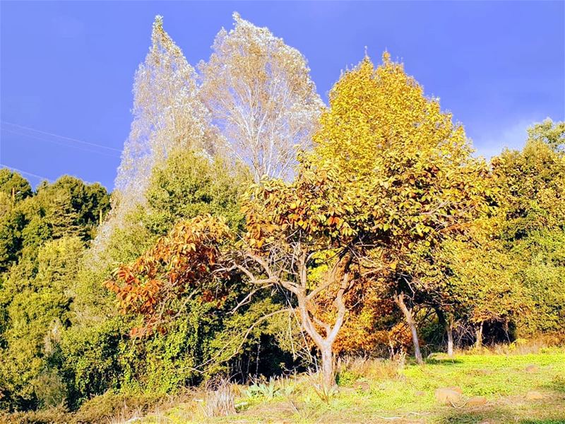  nature  lebanonnature  trees  forest ... (Ghbalé, Mont-Liban, Lebanon)