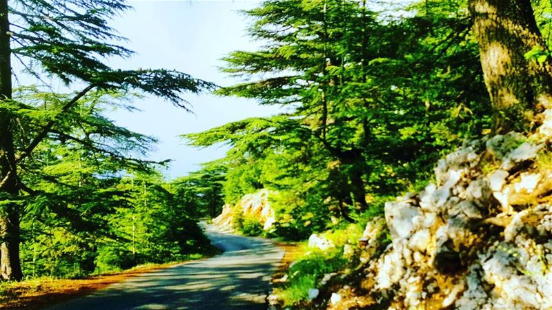 Nature lover🌳🍃  whatsuplebanon  eyesoflebanon  meetlebanon ... (Arez L Chouf)