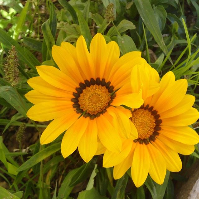 nature marguerites daisy nofilter autumn