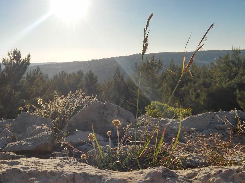 🌾  nature  mothernature  sun  blue  yellow  white  weather  green ... (Botmeh El Shouf)