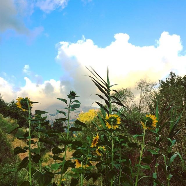  nature  mountain  village  hometown  blue  sky  clouds  green  flowers ... (Faraya, Mont-Liban, Lebanon)