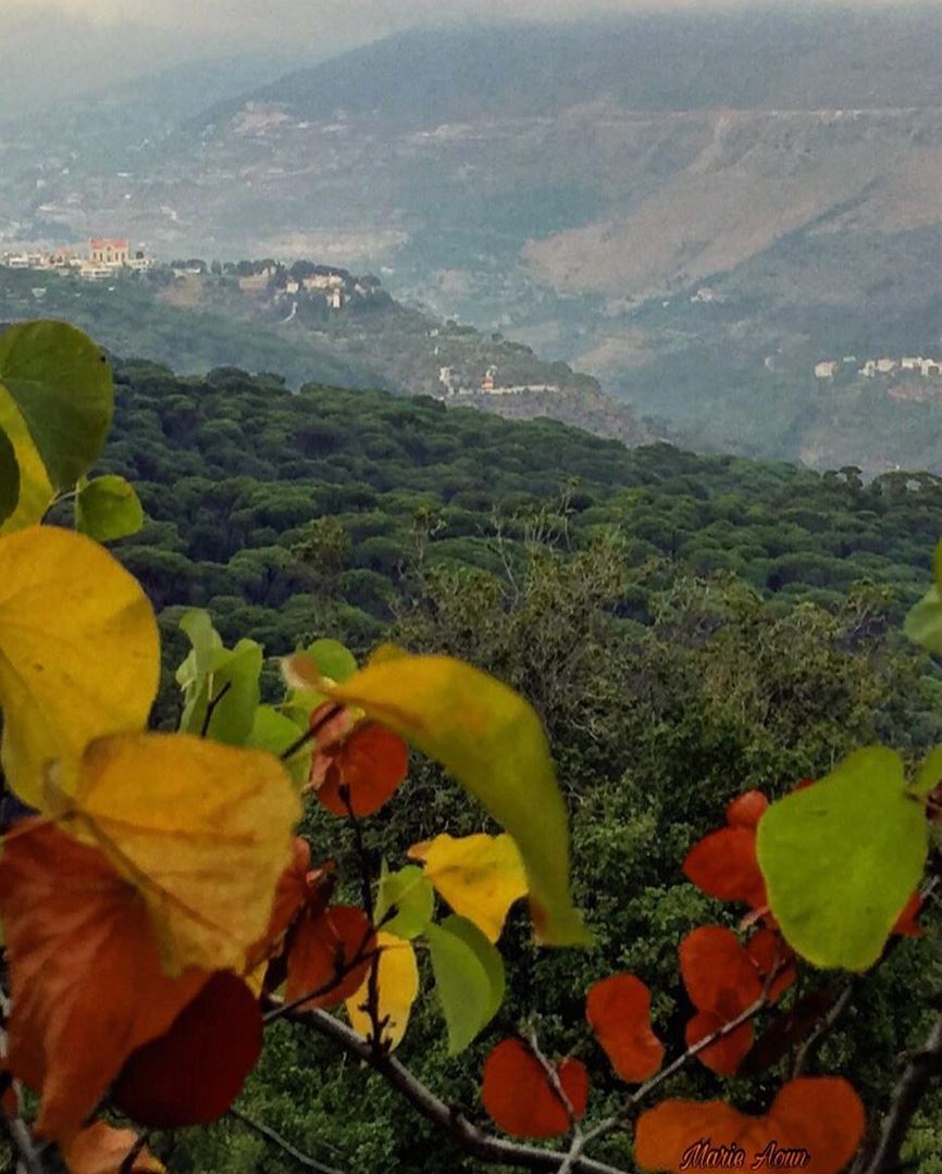 🍂🍁🍂 nature  nature_brilliance  naturelovers  naturephotography ... (Bkâssîne, Al Janub, Lebanon)