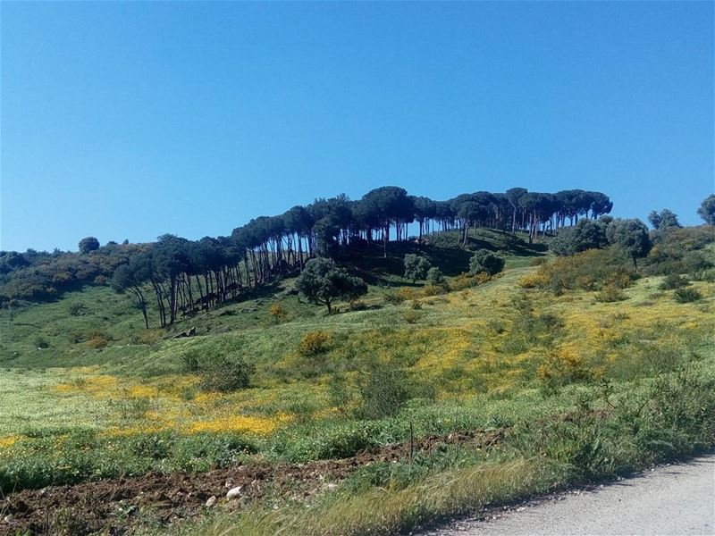  nature  naturebeauty  spring  janoub ... (Al janoub-Lebanon)