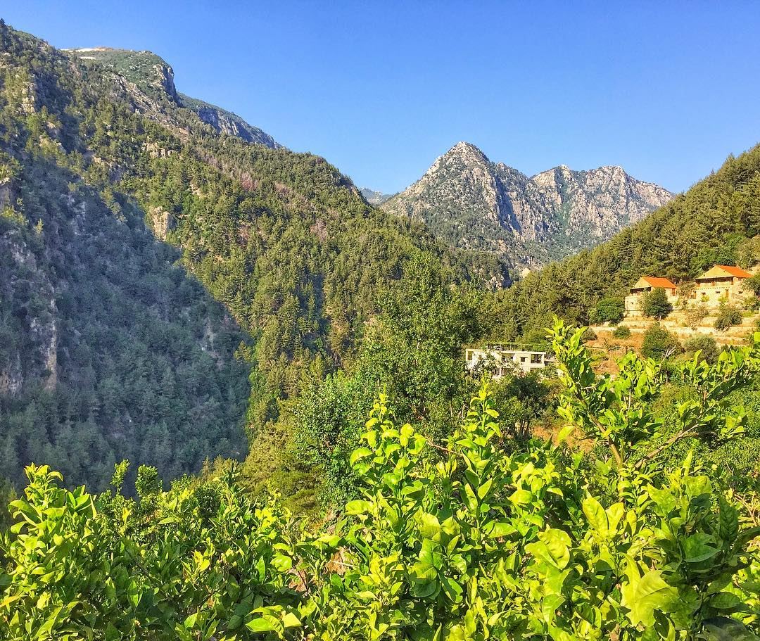  nature  naturelovers  green  landscape  trees  mountains  serenity  igers... (Nahr Ibrahim, Mont-Liban, Lebanon)