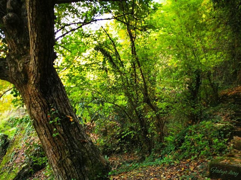 ====================================== nature naturelovers... (Mount Lebanon Governorate)