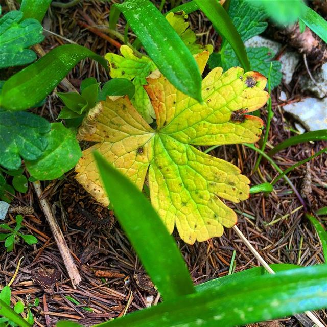  nature  naturelovers  naturecolors  green  leaves  WhatsUpLebanon ...
