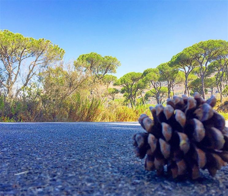  nature  naturelovers  naturecolors  pine  green  trees  WhatsUpLebanon ... (Haytoura - Al Janoub , Lebanon)