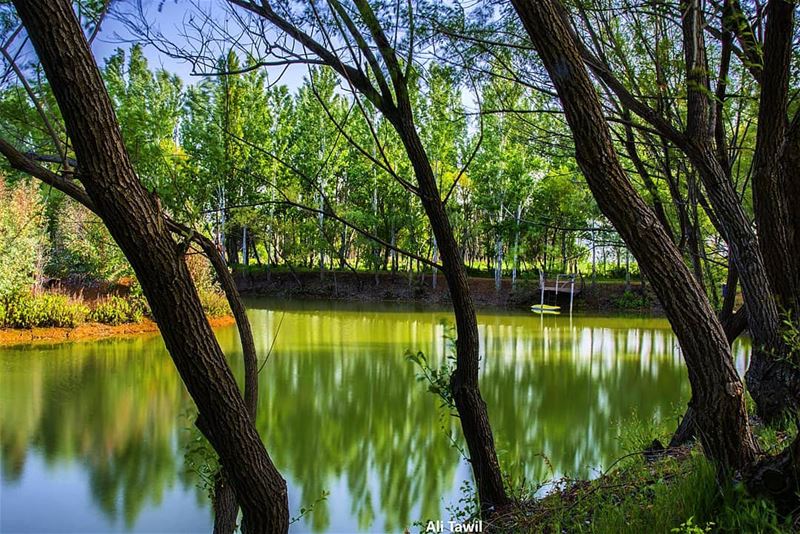 🌲 nature  naturephotography  instatravel  insta_lebanon  naturelovers ... (West Bekaa)