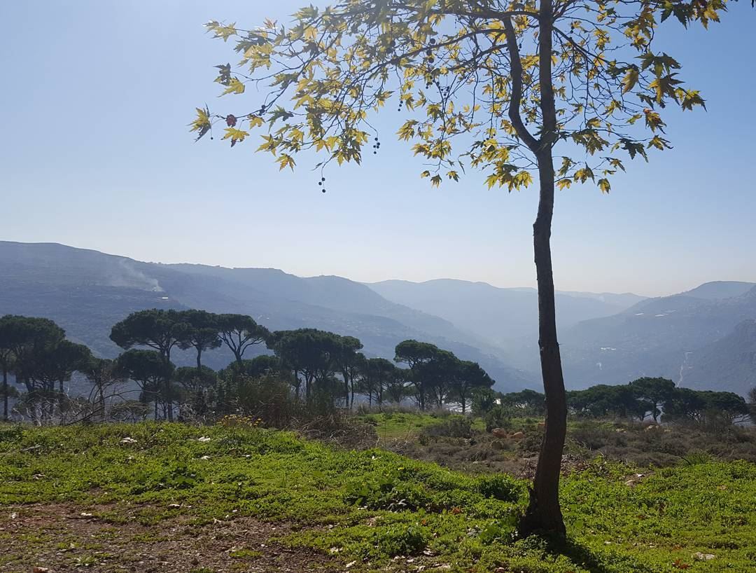  nature  naturephotography  natureaddict  bluesky  lebanon  treescape ... (Ras ej Jabal)