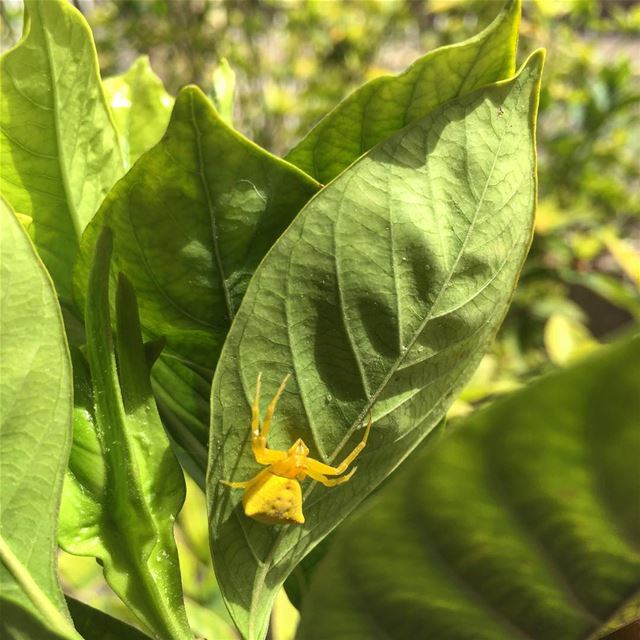  nature  nice  yellow  spider  rare  amazing  photooftheday  photography ...