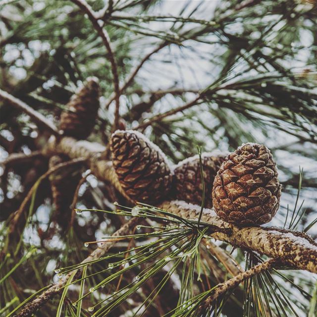  nature   outdoors  hiking  photo  photography  nikonphotography  lebanon ... (Arsoûn, Mont-Liban, Lebanon)