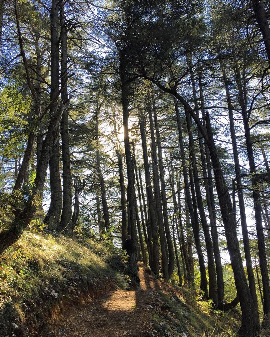  nature  outdoors  hiking  sundayfunday  weekendvibes  intothewoods ... (Bmahray, Mont-Liban, Lebanon)