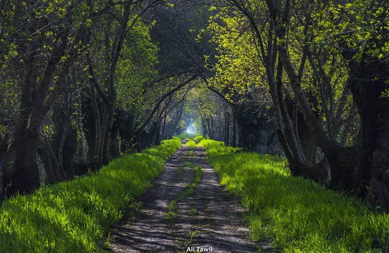 💚 nature  picoftheday  nikon  d810  beautiful  roadtrip ... (`Ammiq, Béqaa, Lebanon)