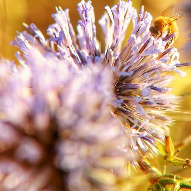  nature purple all_things_bees bees abeille colors fromwhereistand canon...