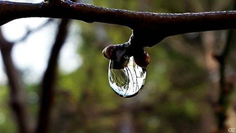  nature  rain  raindrop  lebanon  winter  capture  camera  photography ...