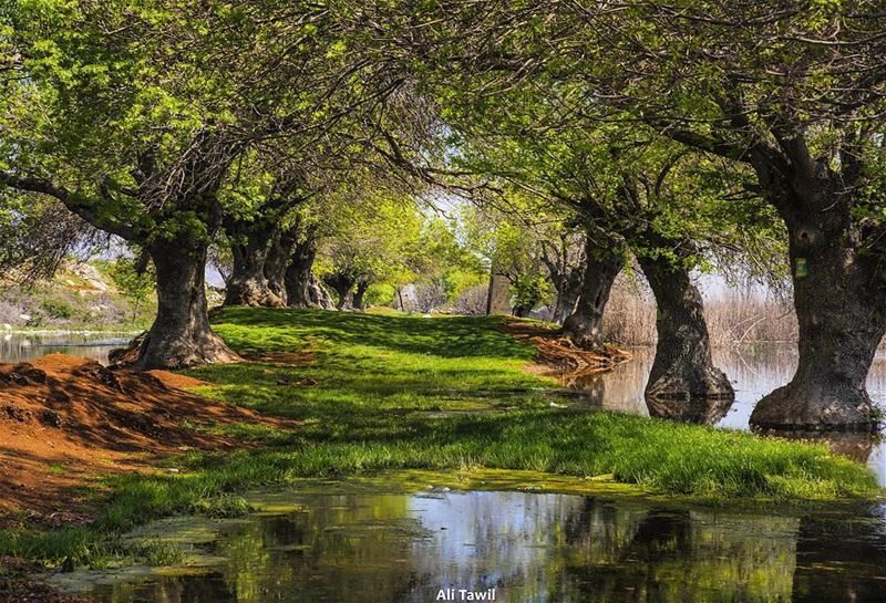  nature  reflection  nikon  d810  beautiful  instagood  insta_lebanon ... (`Ammiq, Béqaa, Lebanon)