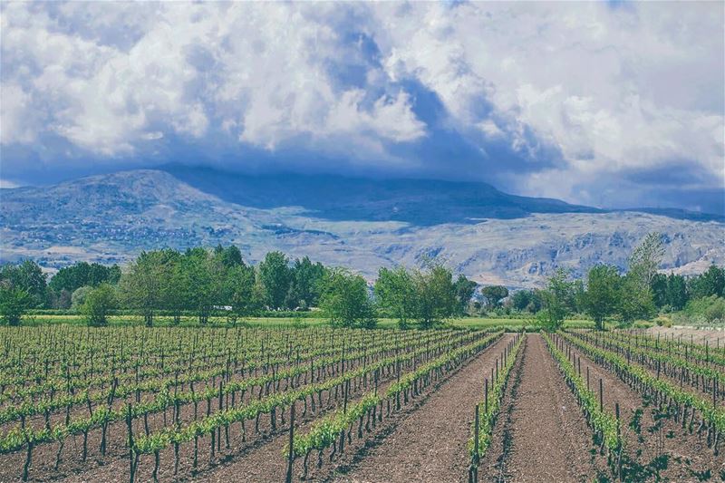 'nature’s beauty is a gift that cultivates appreciation and gratitude...' (Beqaa Governorate)