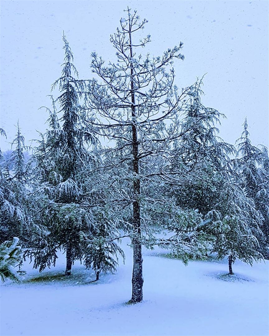 Nature's best ❄❄  snow  winter  2018  trees  livelovelebanon ... (Mount Lebanon Governorate)