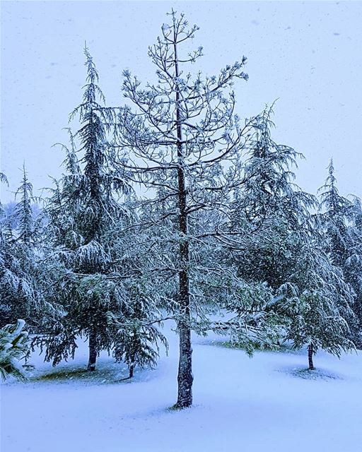 Nature's best ❄❄  snow  winter  2018  trees  livelovelebanon ... (Mount Lebanon Governorate)