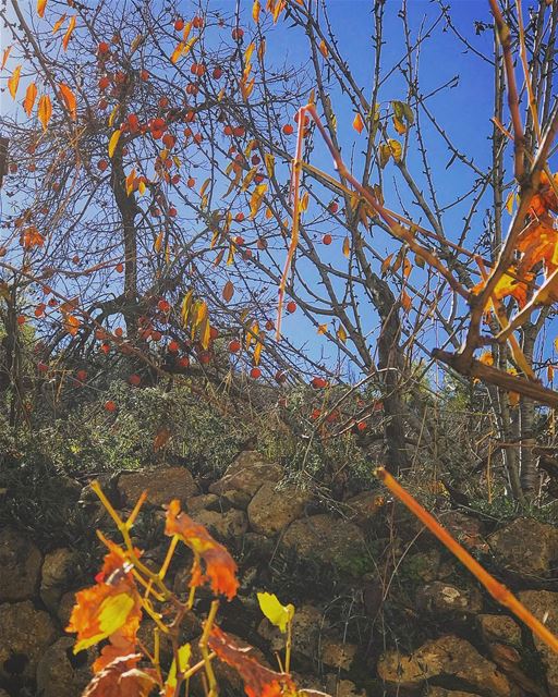 Nature’s Christmas Decorations 🎄 ✨💫 @livelove_jezzine  @livelovejezzine — (Jezzine District)