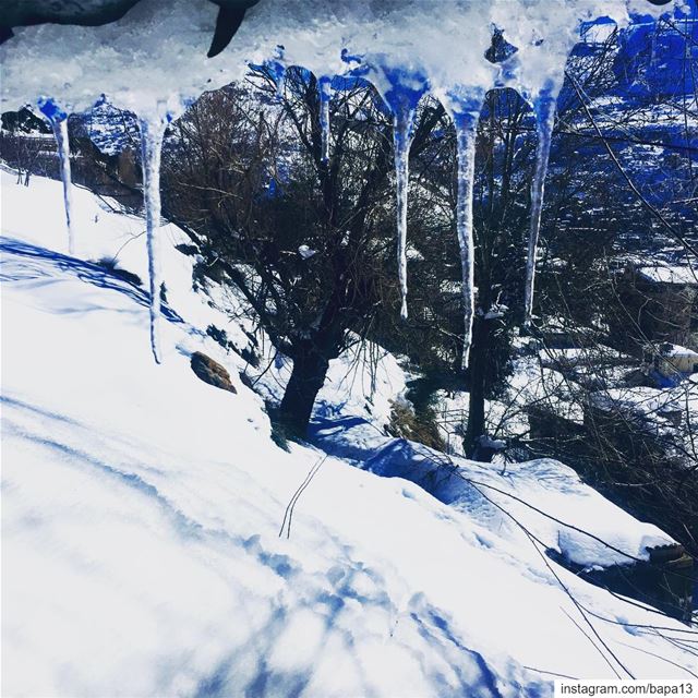  nature  snow  ice  frozen  cold  iceage  trees  mountain  village ... (Faraya, Mont-Liban, Lebanon)