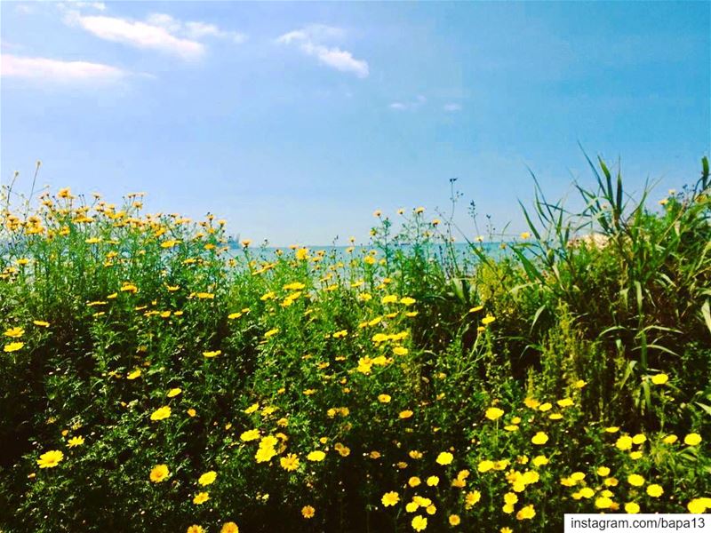  nature  spring  bluesky  bluesea  sea  ocean  clouds  yellow  flowers ...